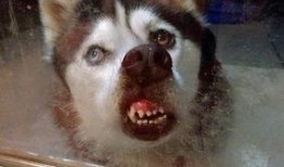 爆料二哈视频大全下载免费,免费下载爆笑视频大全